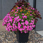 100 PINK PETUNIA Hybrida Pollinator Garden Container Flower Seeds