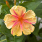 75 MIXED FOUR O CLOCK aka Marvel of Peru Mirabilis Jalapa Flower Seeds