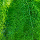 100 MARY WASHINGTON ASPARAGUS Officinalis Perennial Vegetable Seeds