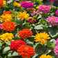 200 Mixed Colors ZINNIA POMPON Zinnia Elegans Flower Seeds