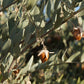 5 JOJOBA Simmondsia Chinensis Fruit Nut Oil Evergreen Shrub Seeds