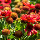 50 BURGUNDY GAILLARDIA Red Indian Blanket Flower Seeds