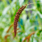 25 RED JEWEL MILLET Setaria Italica Ornamental Grass Flower Seeds