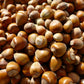 5 EUROPEAN HAZELNUT TREE aka Common Filbert Corylus Avellana Fruit Nut Seeds