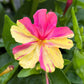 75 MIXED FOUR O CLOCK aka Marvel of Peru Mirabilis Jalapa Flower Seeds