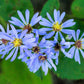 250 SKY BLUE ASTER Azure Aster Azureus Flower Seeds
