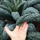 1500 LACINATO KALE Dinosaur Tuscan Black Brassica Oleracea Vegetable Seeds