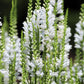 50 WHITE Showy OBEDIENT PLANT False Dragon Head Physostegia Virginiana Flower Seeds