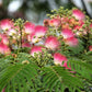25 MIMOSA / Persian SILK TREE Albizia Julibrissin Seeds