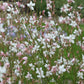 100 White GAURA WHIRLING BUTTERFLIES Gaura Lindheimeri Flower Seeds
