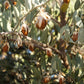 5 JOJOBA Simmondsia Chinensis Fruit Nut Oil Evergreen Shrub Seeds
