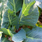 1000 PREMIER KALE Early Hanover Brassica Oleracea Greens Vegetable Seeds