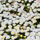 500 Dwarf WHITE ENGLISH DAISY Bellis Perennis Flower Seeds