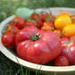 200 PINK PONDEROSA TOMATO Henderson's Lycopersicon Fruit Vegetable Seeds