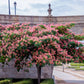 25 MIMOSA / Persian SILK TREE Albizia Julibrissin Seeds