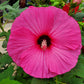 25 Grenache Vintage Hot PINK HARDY HIBISCUS Hibiscus Moscheutos Flower Seeds