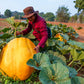10 Dill's ATLANTIC GIANT PUMPKIN Up to 2000 lb Cucurbita Vegetable Seeds