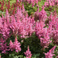 100 PINK MIX ASTILBE (False Spirea / False Goats Beard) Astilbe Chinensis Flower Seeds