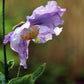 10 VIOLET HIMALAYAN POPPY Meconopsis Betonicifolia Purple Hensol Flower Seeds