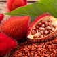 100 ANNATTO TREE Lipstick Plant Bixa Orellana Seeds