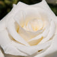 5 WHITE ROSE Rosa Bush Shrub Perennial Flower Seeds