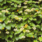 25 MIXED THUNBERGIA Alata VINE Black Eyed Susan Orange White Yellow Flower Seeds