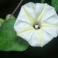 50 MOONFLOWER MORNING GLORY White Moon Flower Ipomoea Alba Flower Vine Seeds
