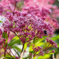 50 Pink JOE PYE WEED Eupatorium Maculatum Flower Seeds