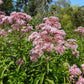 50 Pink JOE PYE WEED Eupatorium Maculatum Flower Seeds