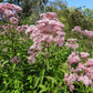 50 Pink JOE PYE WEED Eupatorium Maculatum Flower Seeds