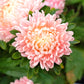 30 Duchess APRICOT PAEONY ASTER French Peony Callistephus Double Flower Seeds