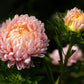 30 Duchess APRICOT PAEONY ASTER French Peony Callistephus Double Flower Seeds