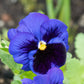 50 DEEP BLUE Blotch PANSY Swiss Giant Viola Wittrockiana Ullswater Flower Seeds