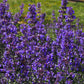 50 BLUE CATMINT Nepeta Mussinii Herb Flower Seeds