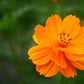 150 ORANGE SULPHUR COSMOS Klondike Sulphureus Seeds
