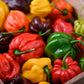 50 Mixed HOT HABANERO PEPPER Red Orange White Brown Mix Capsicum Chinense Seeds