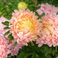 30 Duchess APRICOT PAEONY ASTER French Peony Callistephus Double Flower Seeds