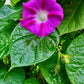 100 GRANDPA OTT MORNING GLORY Ipomoea Purpurea Flower Vine Seeds