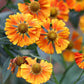 100 HELENIUM ' AUTUMN LEAVES ' Mix Helenium Autumnale Sneezeweed Mixed Colors Flower Seeds