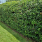 25 SCARLET FIRETHORN Pyracantha Coccinea Bush Shrub Flower Seeds