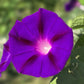 100 GRANDPA OTT MORNING GLORY Ipomoea Purpurea Flower Vine Seeds