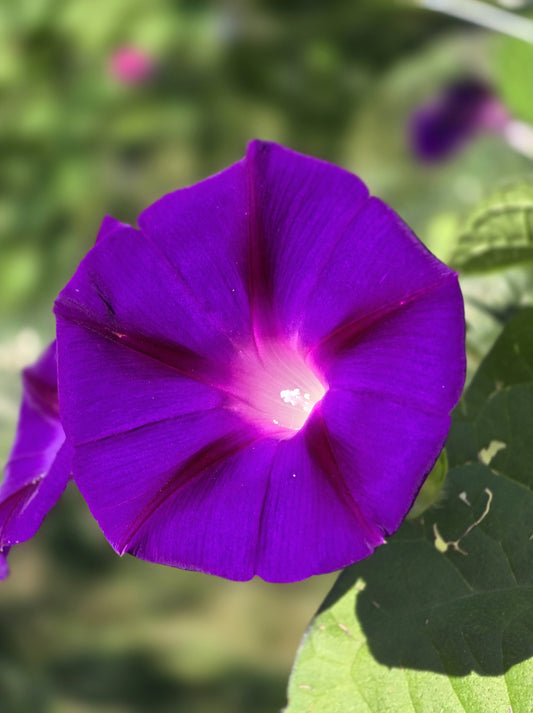 100 GRANDPA OTT MORNING GLORY Ipomoea Purpurea Flower Vine Seeds