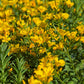 500 Organic GOLDEN FLAX Yellow Linseed Common Linum Flavum Flower Seeds