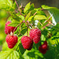 100 RED RASPBERRY Rubus Idaeus Fruit Bush Vine Seeds