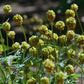 500 SALAD BURNET Sanguisorba Minor Edible Greens Vegetable Herb Flower Seeds