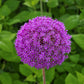 25 GIANT ALLIUM Allium Giganteum Purple Globe Flower Seeds