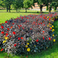 20 Dwarf Mixed Colors REDSKIN DAHLIA Variabilis Red Skin Mix Bicolor Flower Seeds