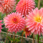 25 CACTUS DOUBLE DAHLIA Mix Variabilis Mixed Colors Hummingbird Flower Seeds