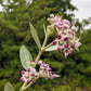 10 GIANT MILKWEED Sodom Apple Calotropis Procera Crown Flower Shrub Seeds