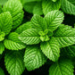 250 PEPPERMINT MINT Mentha Piperita Herb Flower Seeds